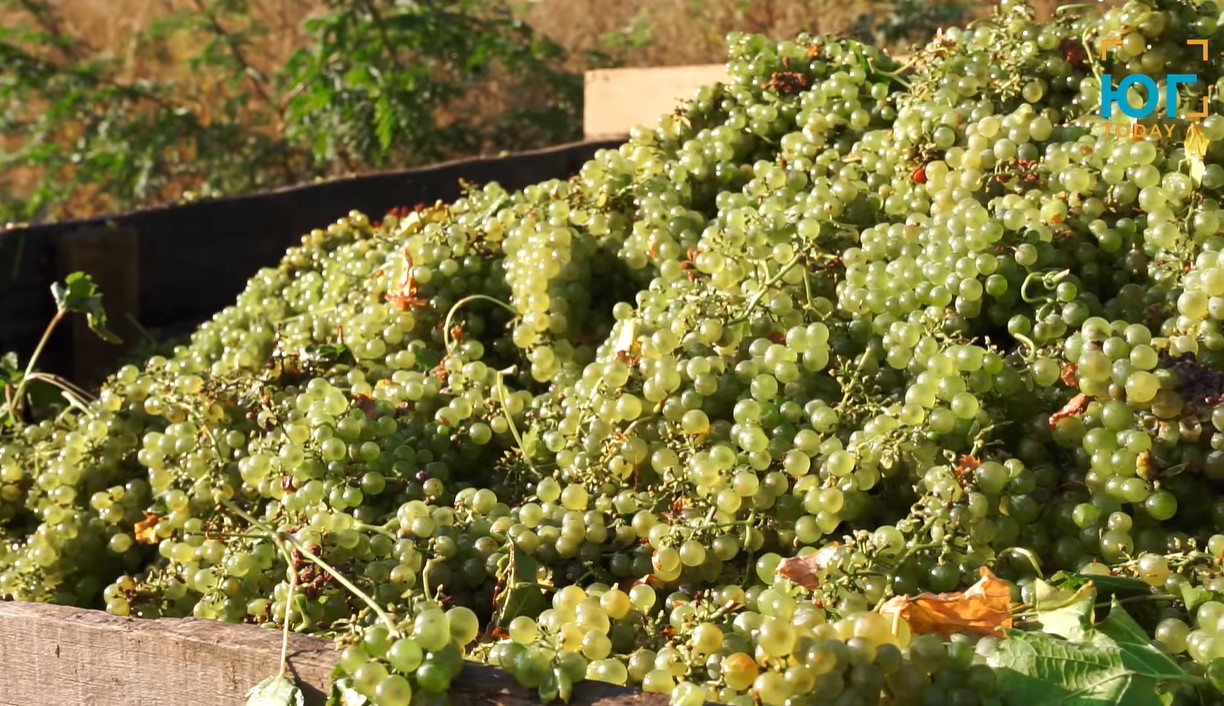 О национальном бренде «украинское вино» и будущем малых виноделен