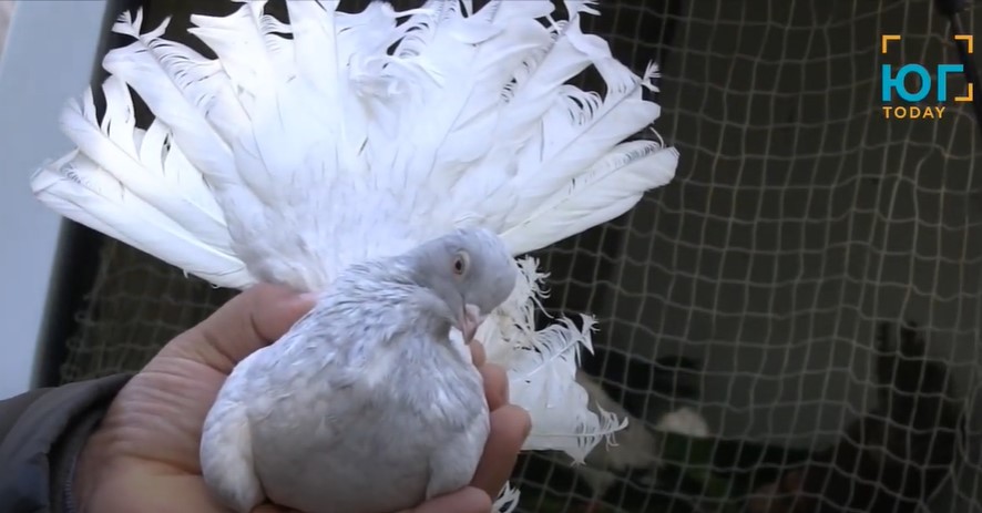 В Измаиле прошла выставка-ярмарка домашних животных