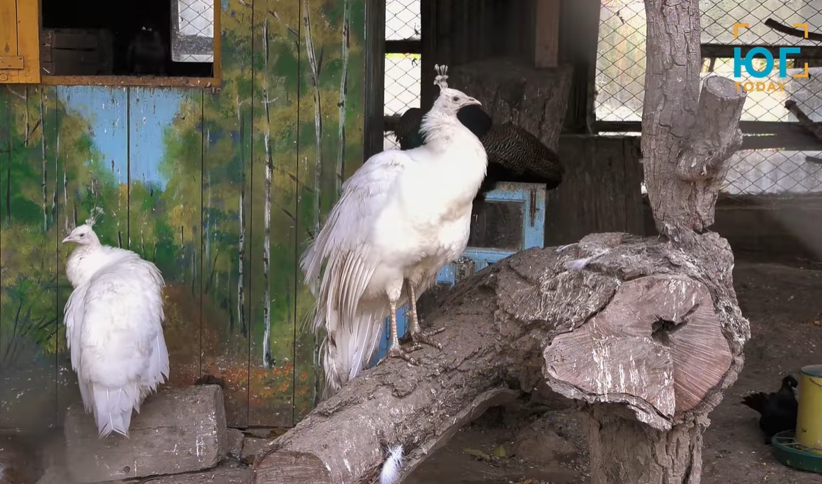 Чем живет Измаильская станция юннатов: реконструкция и помощь попавшим в беду животным и птицам