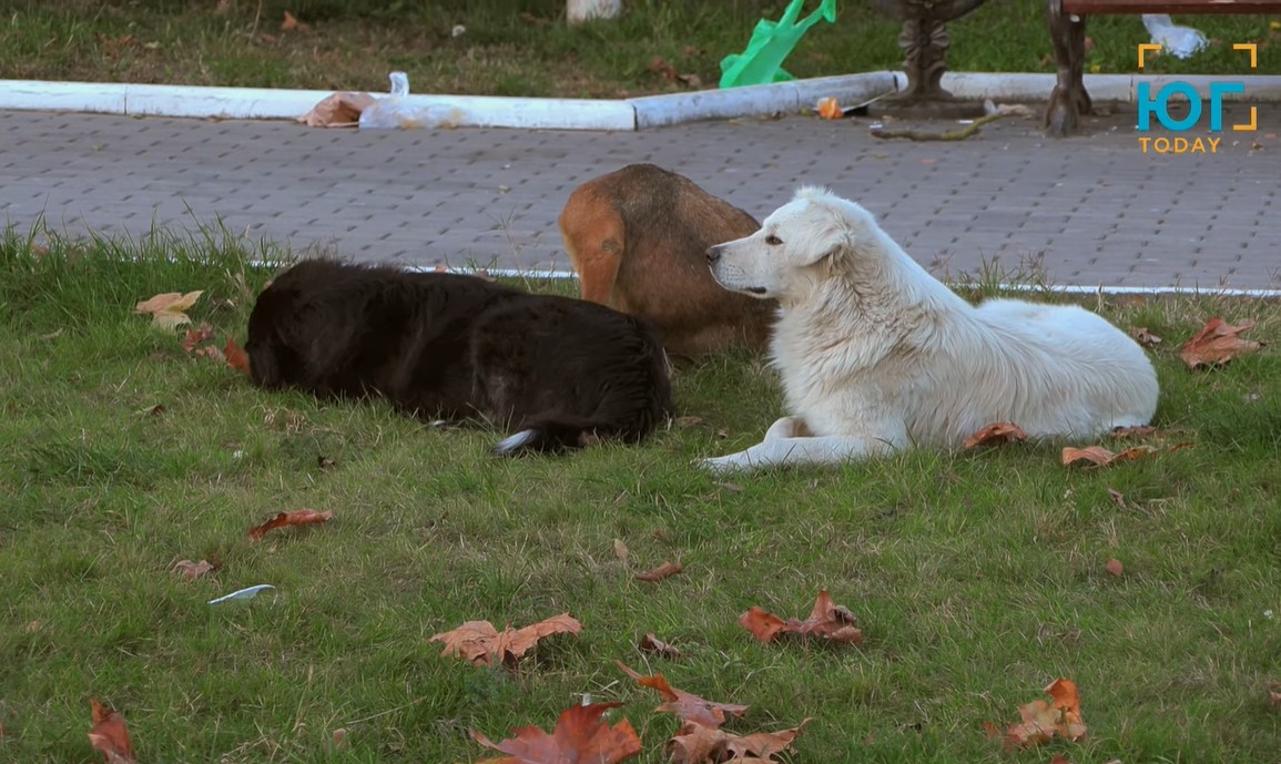 Волонтеры общественной организации «Котопес» о проблемах бездомных животных в Измаиле