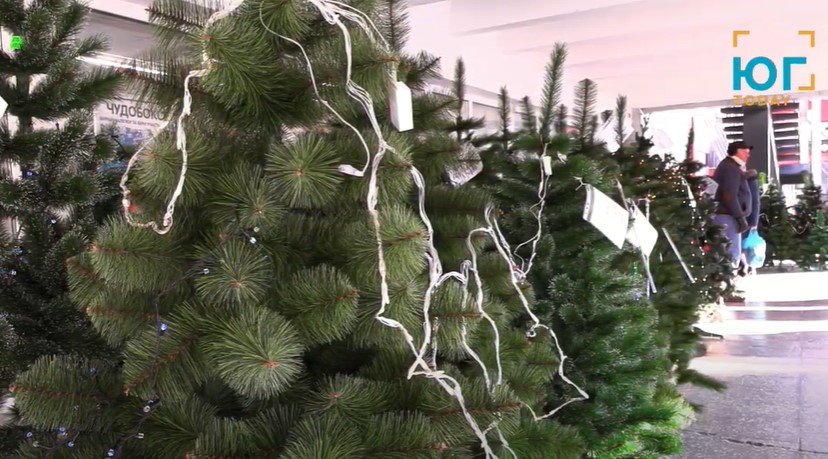 Искусственная или натуральная? Какую елку выбирают измаильчане