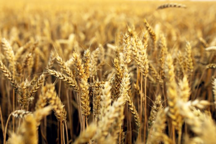 пшеничное поле