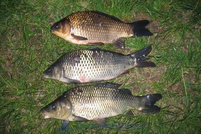 жителям Ренийской громады