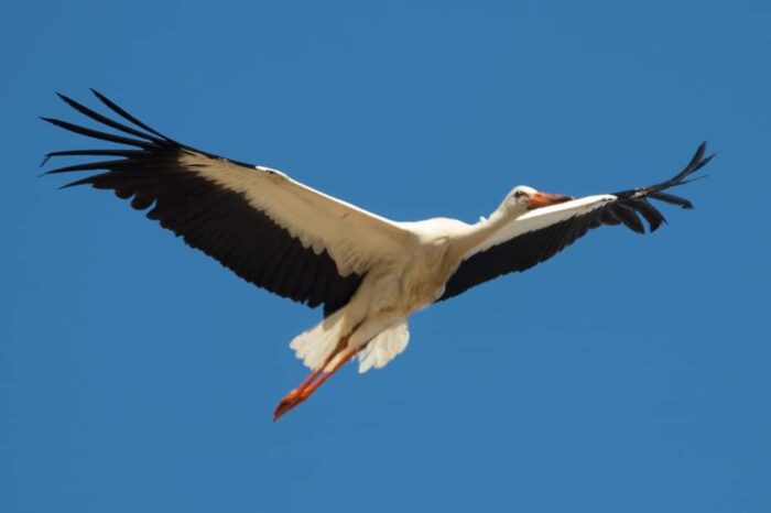 первоцветы