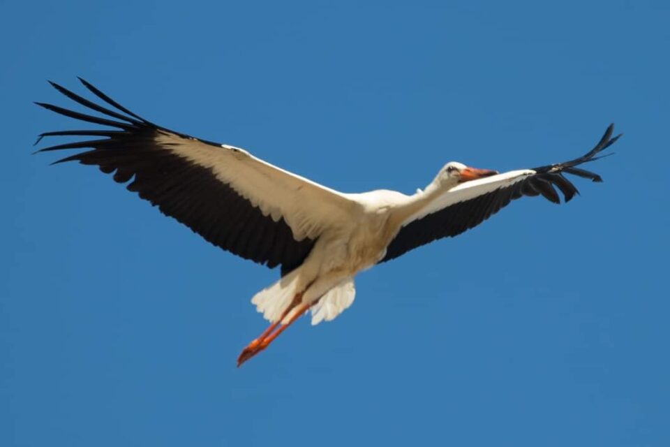 первоцветы