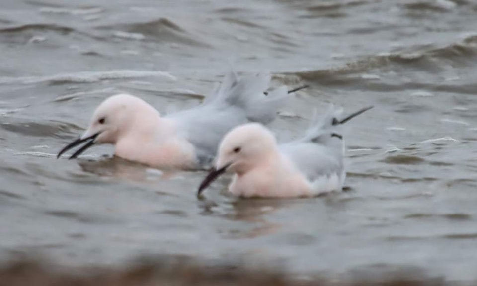 тонкоклювые чайки