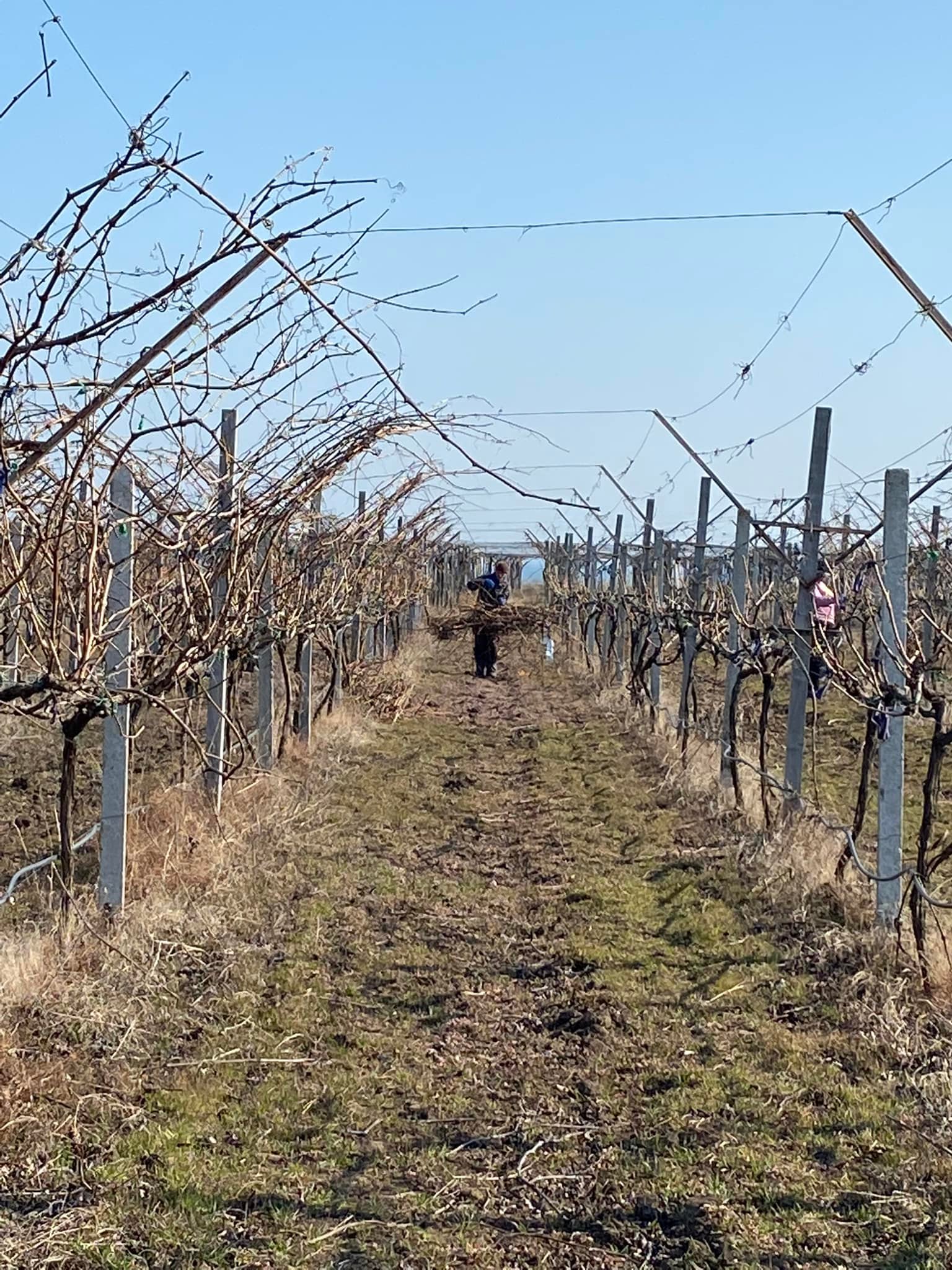 виноградари