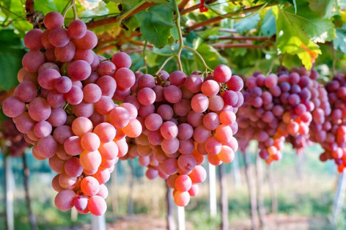 виноградари