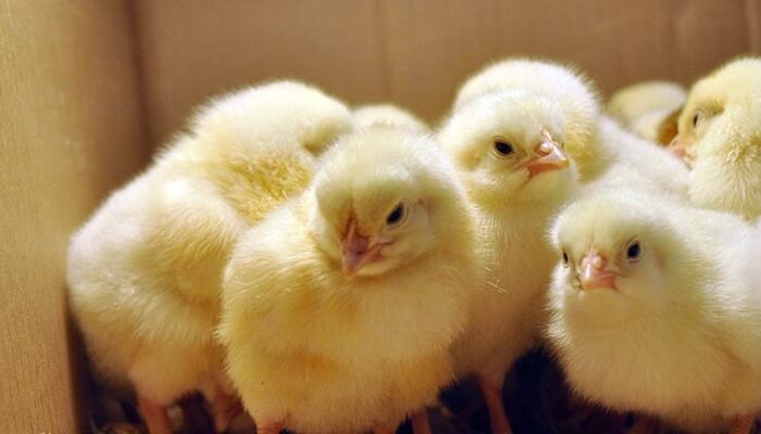 цыплят