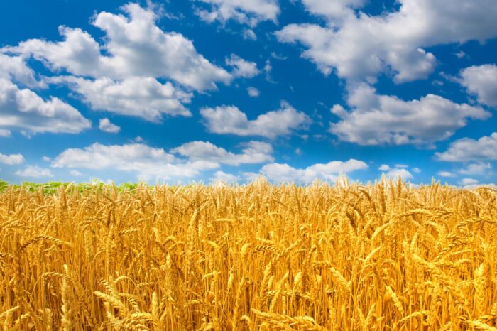 Плахтеевской