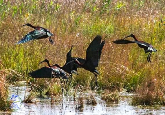 в Красную книгу Украины