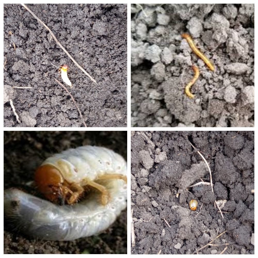 потенциальные вредители