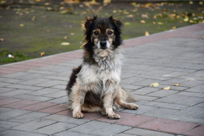 бездомных животных