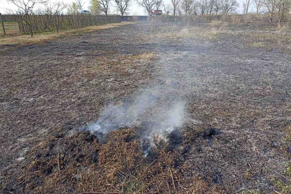 сухой растительности