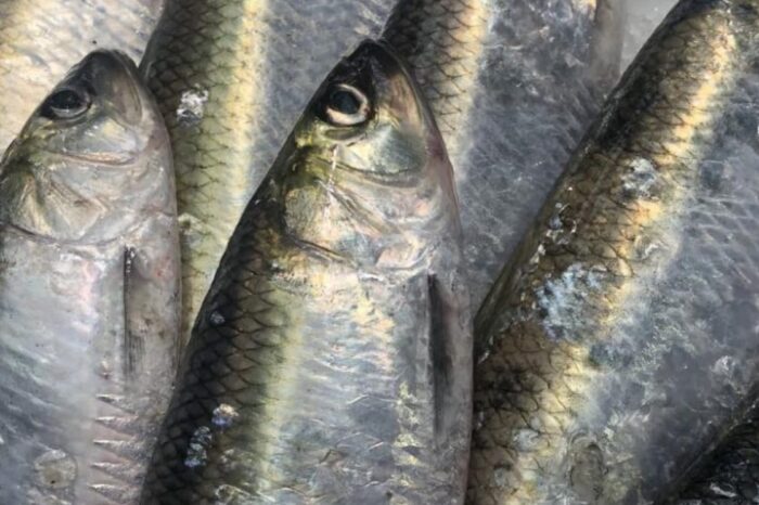 Одесской области