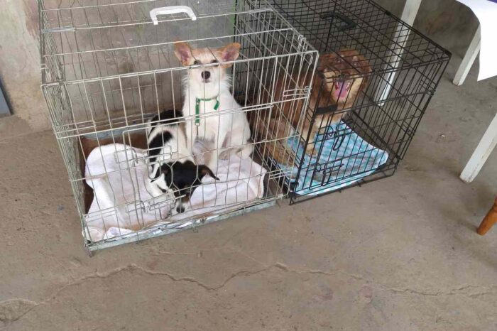 бездомных животных