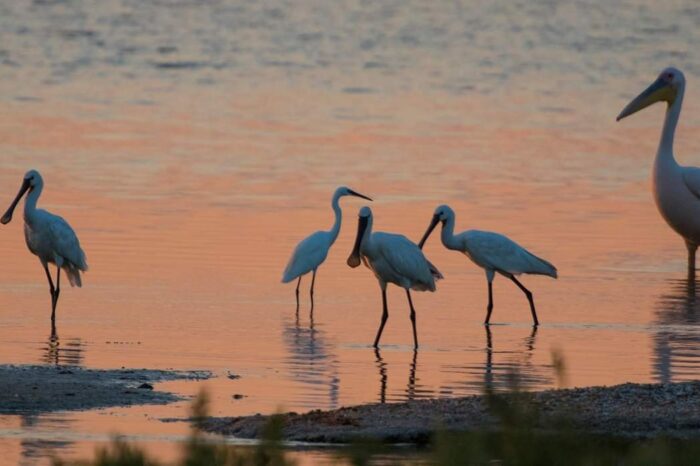 Тузловские лиманы