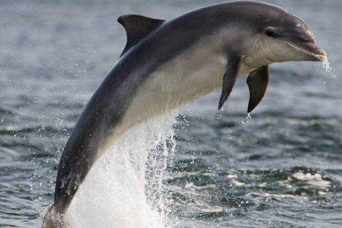 дельфінів